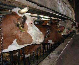 Majetkové daně ke zrušení