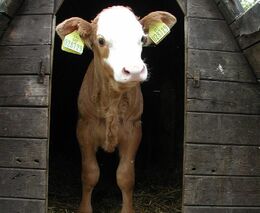 Dotazník pro chovatele skotu – odrohování telat