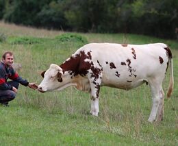Na Křižanovské vrchovině se sedlačině daří