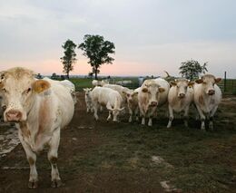 Bez sedmi miliard z rozpočtu farmáři hrozí zavíráním chovů
