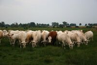 Zemědělství a agroturistika u Borkovických blat
