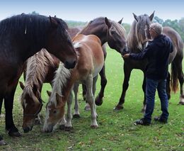 Svět chladnokrevných koní