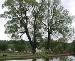 2.místo: Soukromá farma Josefa Basíka