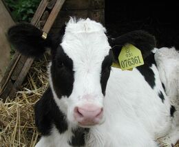 Střet na poli "mléčné produkce"