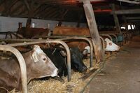 Kojetínovi: Sen o farmaření se nám splnil až ve středním věku, ale svého rozhodnutí nelitujeme