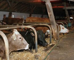 I „biokrávy“ to mají radši vevnitř. Na pastvě je obtěžují mouchy a vedro