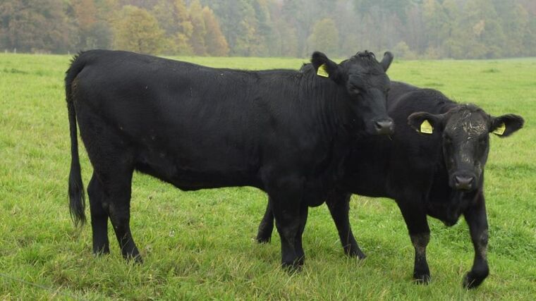Nejen za specialitami z angus masa do Podbeskydí 