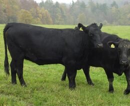 Nejen za specialitami z angus masa do Podbeskydí