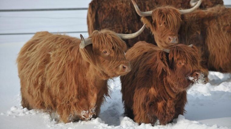 Krásné Vánoce a vše nejlepší do roku 2016!