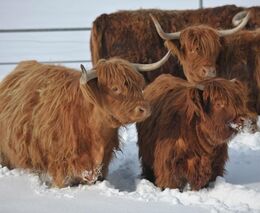 Krásné Vánoce a vše nejlepší do roku 2016!