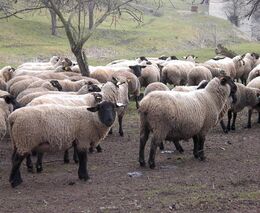 9 výrobců ze Středočeského kraje si v zemědělském muzeu převzalo ocenění Regionální potravina