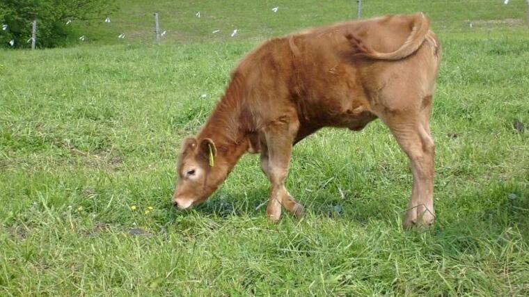 Pozvánka na Polní den Carboneg