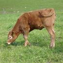 Pozvánka na Polní den Carboneg