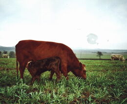 Krávy si užívají regenerativní pastvu až 9 měsíců. Nově Wenzel Lobkowicz zkouší volně pást i prasata