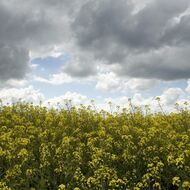 Kverulant přiměl SZIF ukázat e-mail z Bruselu, který údajně povoluje vyplácet dotace pro Agrofert