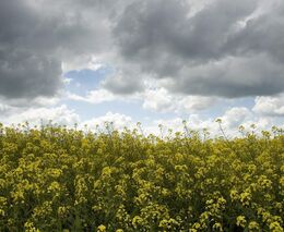 Legislativní návrhy ASZ pro úřad vlády
