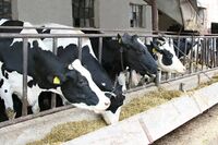 Tradice soukromého hospodaření ve Vesnici roku zachována  