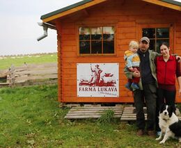 Brambory sklízejí jako předci. Jen s pomocí pluhu a tažných koní