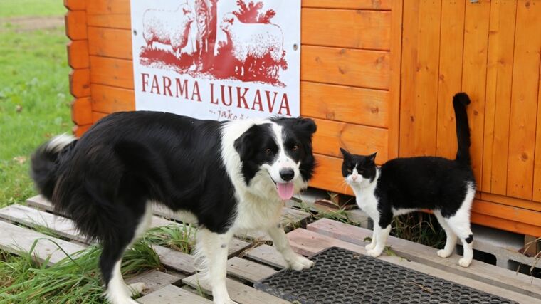 Když místo traktoru používáte koně, určitě zpomalíte, doporučuje farmářka