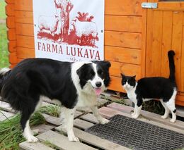 Když místo traktoru používáte koně, určitě zpomalíte, doporučuje farmářka