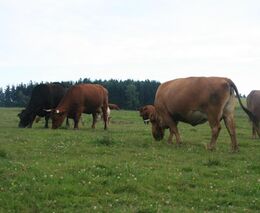 Farma rodiny Maurerových je členem ASZ Český Krumlov
