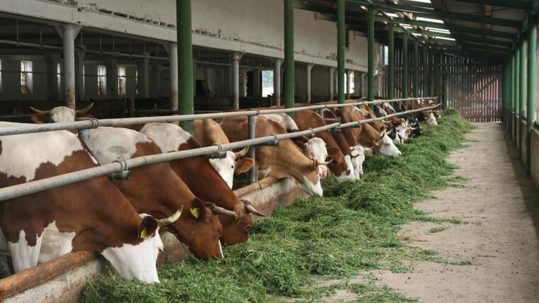 Farma Mejsnar, Kunčice nad Labem, ASZ Trutnov - 1. místo