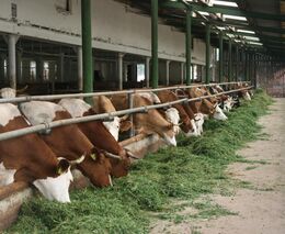 Farma Mejsnar, Kunčice nad Labem, ASZ Trutnov - 1. místo
