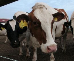 Fokus Václava Moravce - Umění odejít, Jan Miller