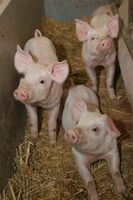 Představy o fungující farmě se konečně daří naplňovat 