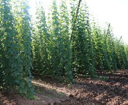 Má tradiční česká komodita budoucnost?