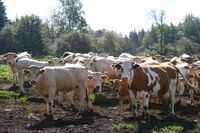 Bronzová příčka ve Farmě roku 2018 - Farma Pavla Vokála