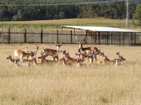 Asociace farmových chovů jelenovitých ČR - Těžké začátky, nadějná budoucnost