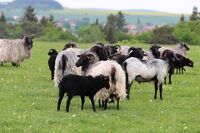 Asociace farmových chovů jelenovitých ČR - Těžké začátky, nadějná budoucnost