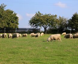 Ekologické plodiny, chov zvířat i penzion. Na Šumpersku zažijete agroturistiku v celé její kráse