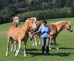 Téměř zapomenutým plodinám se opět daří 