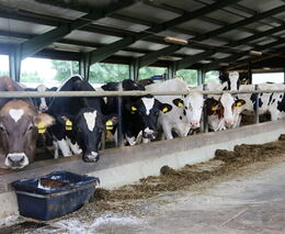 Zemědělci Vysočiny měli loni nejvíc skotu v ČR, dominují ve výrobě mléka 