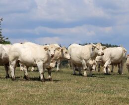 Týden v zemědělství podle Petra Havla - č. 15