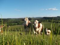 Sříbro ve Farmě roku 2017 - Farma rodiny Mačlových