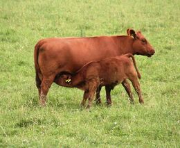 Chutné maso už není třeba vozit z Ameriky