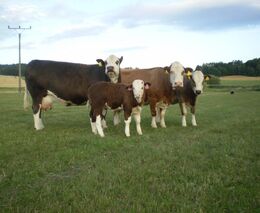 Zemědělec: Dotace na mé pozemky posílá stát jinému