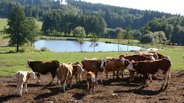 Nikdo z rodiny a ze zaměstnanců na vidle už ani nesáhne, popisuje dnešní zemědělství farmář Štefl