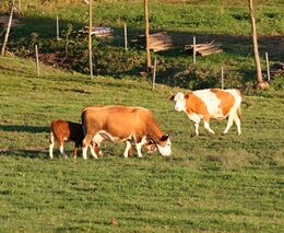 Je sucho. Jak se na něj zemědělci připravili?