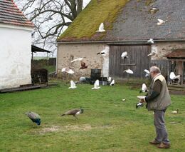 Stanislav Toman – sedlák a chovatel tělem i duší 