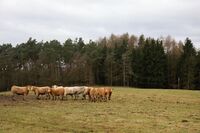 Hospodářství rodiny Vandasových – Od Mansfeldů po úspěšný dnešek