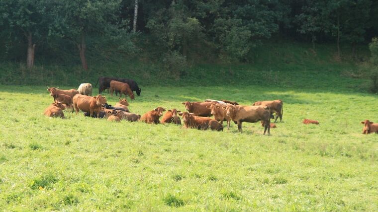 Nový český projekt chce oživit půdu a lapat uhlík ze vzduchu. Pomůže to klimatu