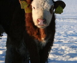 Malá podpora mladých je i politický problém