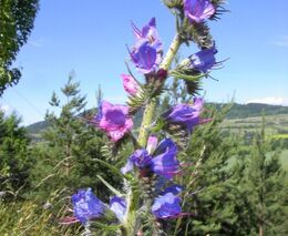 Překážky v podnikání (nejen) ekologických zemědělců