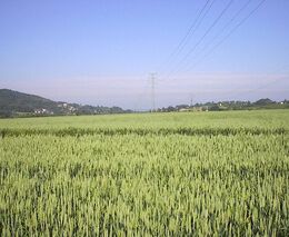 Zemědělci v Pardubickém kraji očekávají letos nižší výnosy