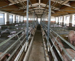 Německo upravuje stavební zákon pro větší blaho zvířat