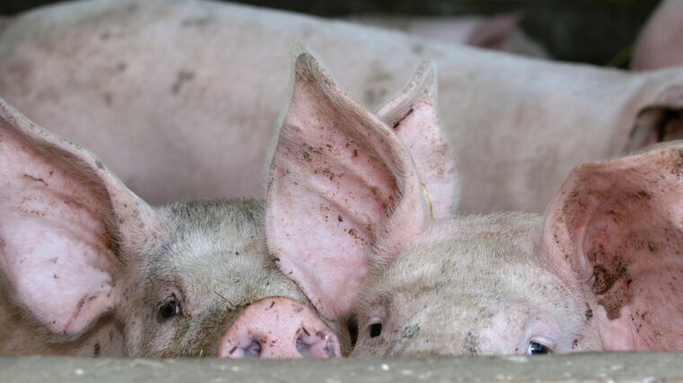 Kupředu ho žene boj se zahraničními zemědělci. Prodělečných vepřínů se nevzdává, investuje do nových